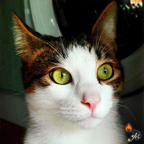Fotografía
