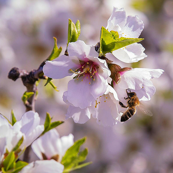 Fotografía en primer plano de una planta en flor siendo polinizada por una abeja que se posa sobre ella.