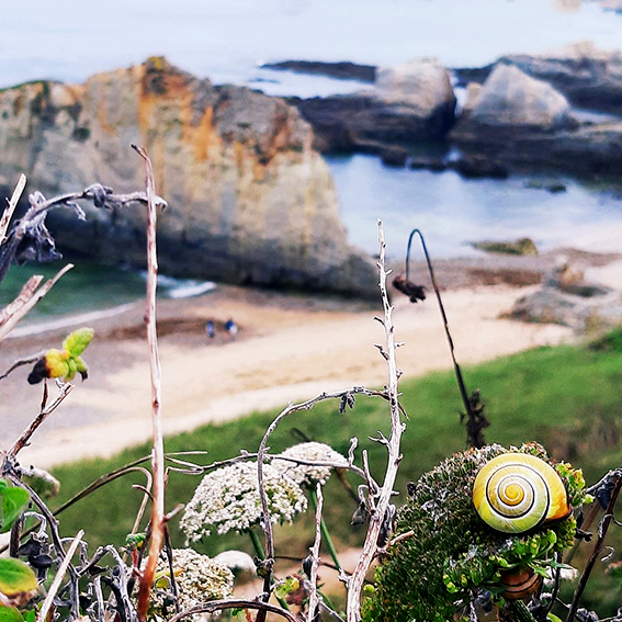 Fotografía de la playa de San Juan de Gaztelugatxe con matorrales y caracol en primer plano.